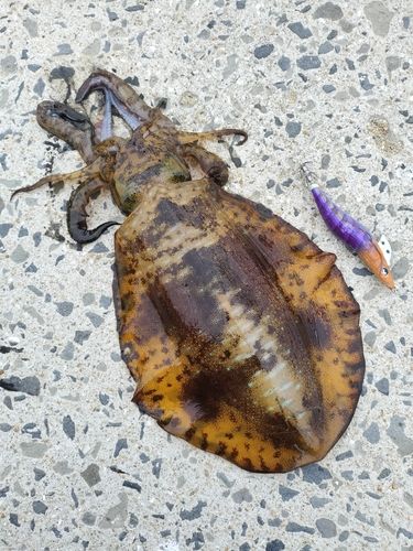 釣果