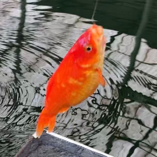 キンギョの釣果