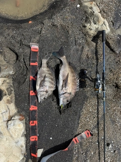 クロダイの釣果