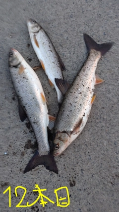 ウグイの釣果