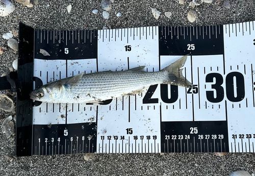 ボラの釣果