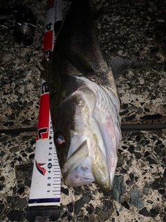 マルスズキの釣果