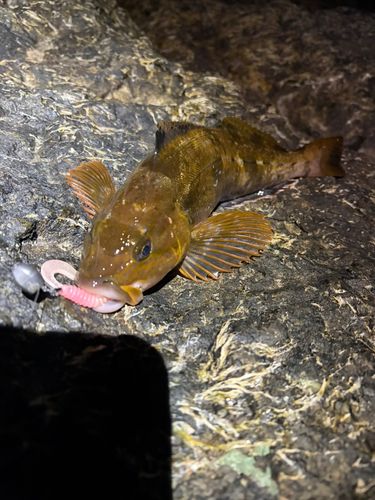 アブラコの釣果
