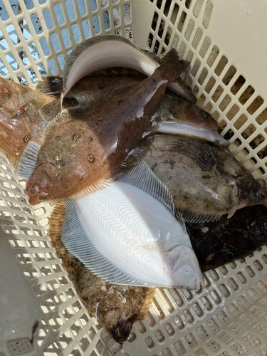 カレイの釣果