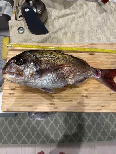 釣果