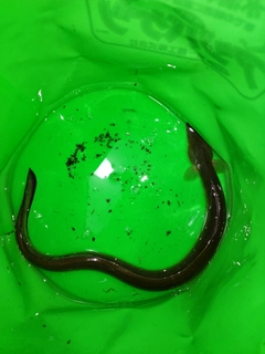 ウナギの釣果
