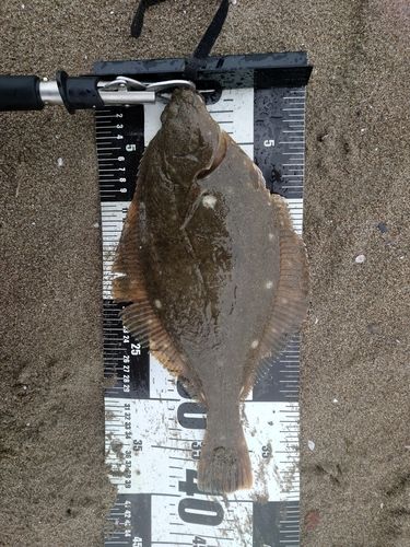 マゴチの釣果