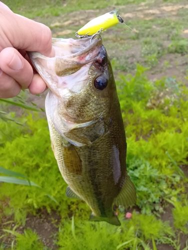 ラージマウスバスの釣果