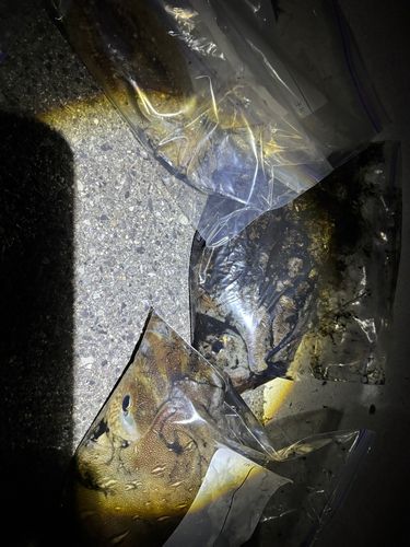 モンゴウイカの釣果