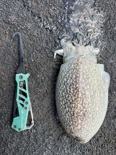 シリヤケイカの釣果