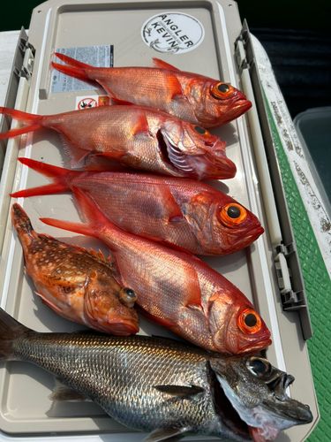 キンメダイの釣果