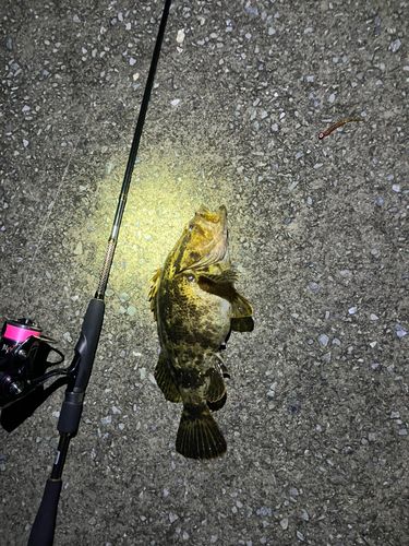 ベッコウゾイの釣果