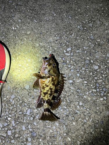 カサゴの釣果