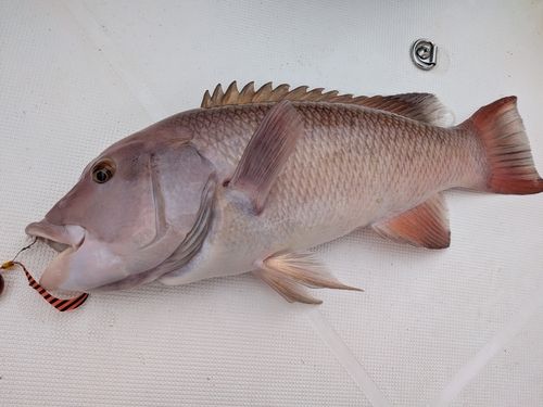 コブダイの釣果