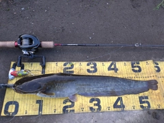 ニホンナマズの釣果