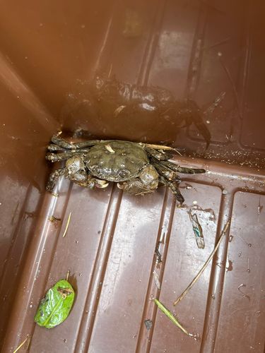 モクズガニの釣果