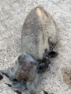 モンゴウイカの釣果