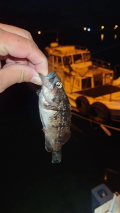 クロソイの釣果