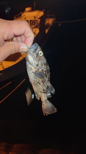 クロソイの釣果