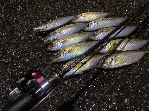 アジの釣果