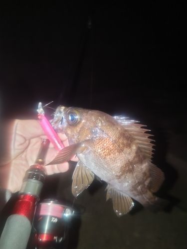 メバルの釣果
