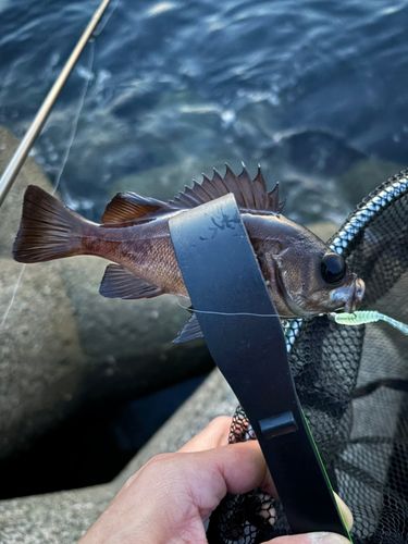 メバルの釣果