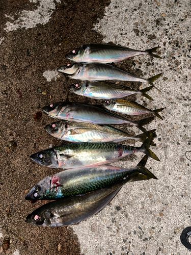 アジの釣果