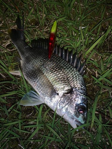 キビレの釣果