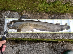 ナマズの釣果