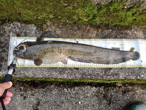 ナマズの釣果