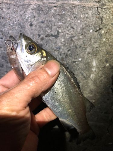 セイゴ（ヒラスズキ）の釣果