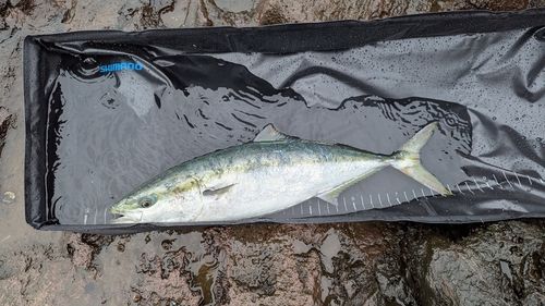 ヤズの釣果