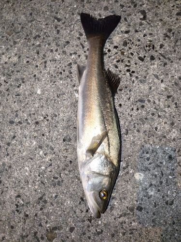 ハネ（マルスズキ）の釣果
