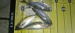 マアジの釣果