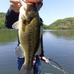 ブラックバスの釣果写真