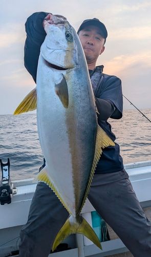 ヒラマサの釣果