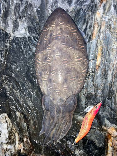 モンゴウイカの釣果