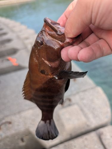 ヤミハタの釣果