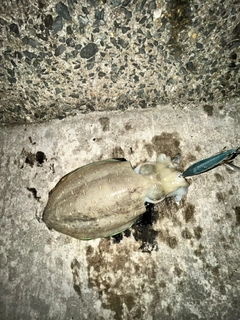 モンゴウイカの釣果