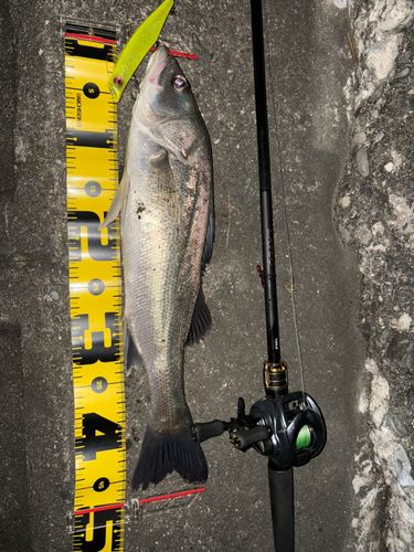 シーバスの釣果