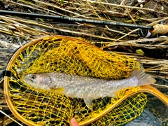 アメマスの釣果
