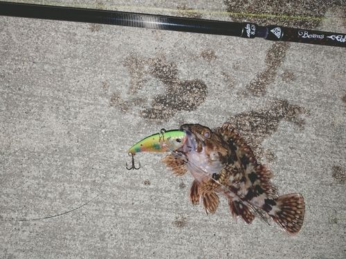 カサゴの釣果