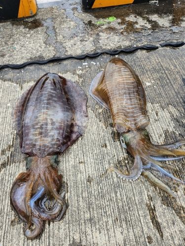 アオリイカの釣果