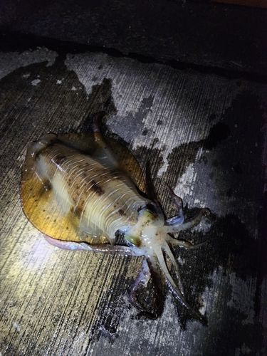 アオリイカの釣果