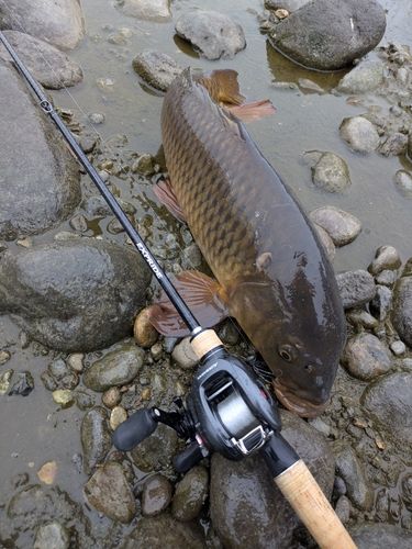 コイの釣果