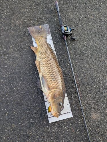 コイの釣果