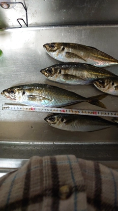 アジの釣果