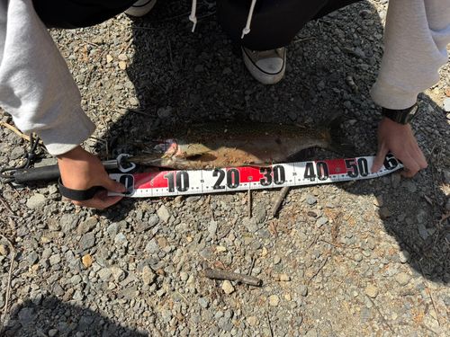 ニジマスの釣果