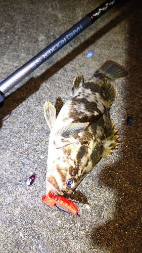 タケノコメバルの釣果