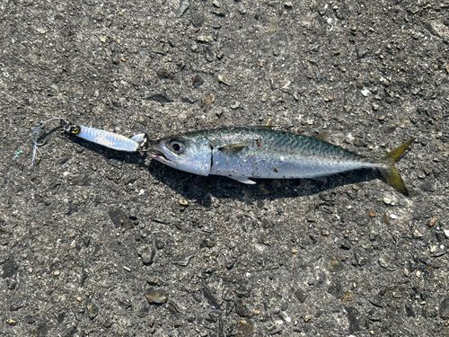 サバの釣果